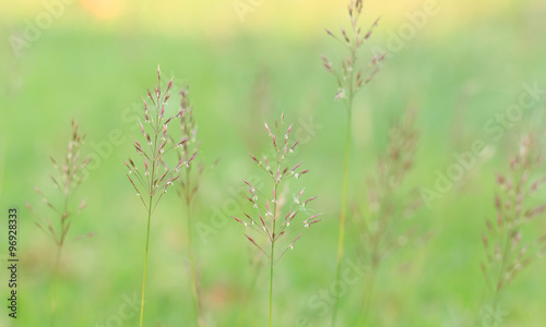 Gold beard grass. Chrysopogon aciculatus (Retz.) Trin. photo