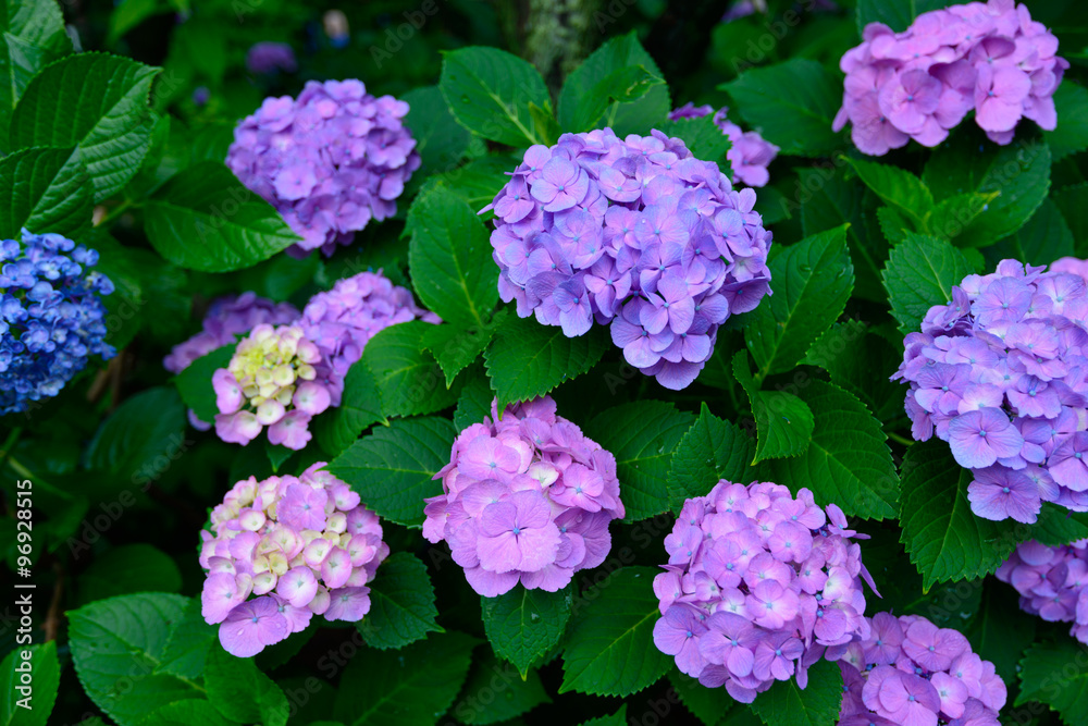 Hydrangeas at Hakusan Shrine in Tokyo Hydrangeas at Hakusan Shrine in Tokyo