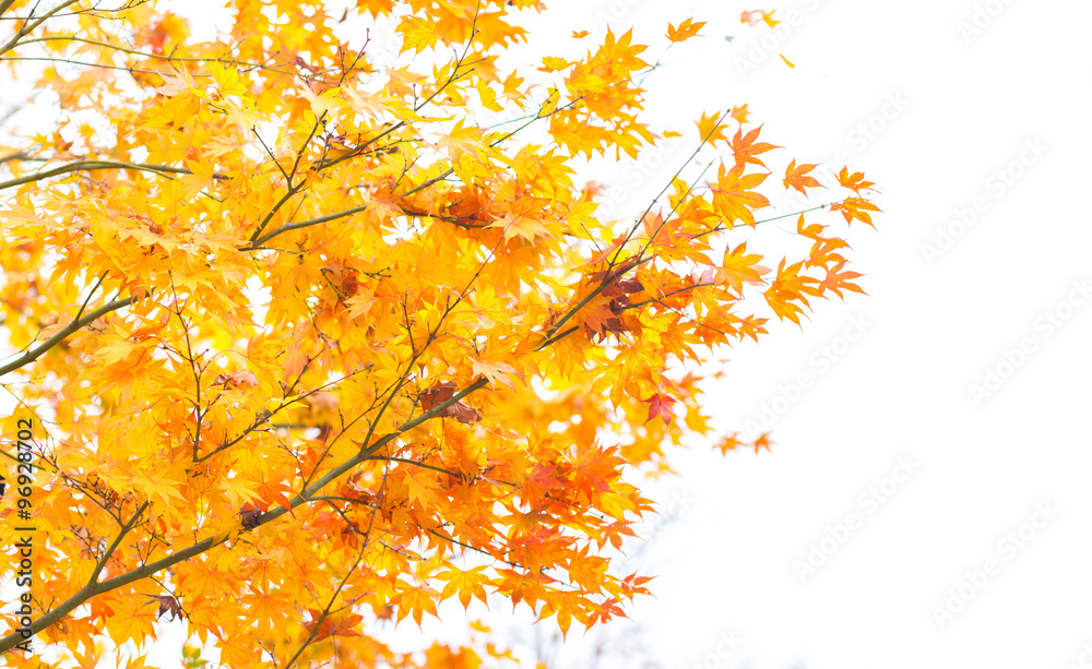 Yellow maple leaf in Japan Yellow maple leaf in Japan