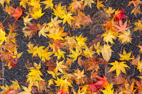 Colorful maple leaf fall on the floor