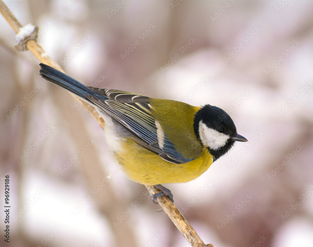Fototapeta premium Tit sitting on a snow branch watching