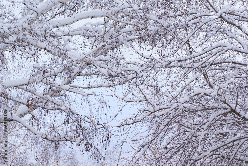 Snow-covered trees in a forest in winter background