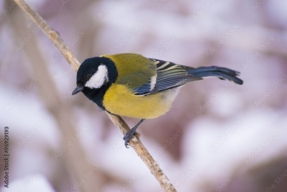 Fototapeta premium Tit sitting on a snow branch watching