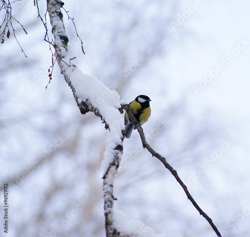 Tit sitting on a snow branch watching © rgraz