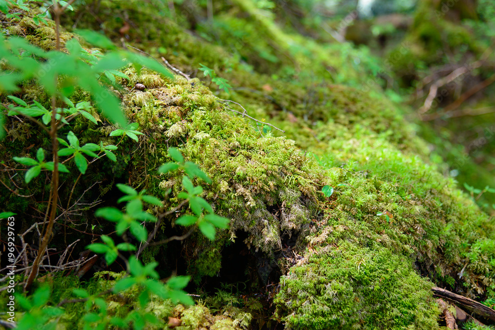 Moss and virgin forest at Yachiho highlands in Sakuho town, Nagano, Japan Moss and virgin forest at Yachiho highlands in Sakuho town, Nagano, Japan