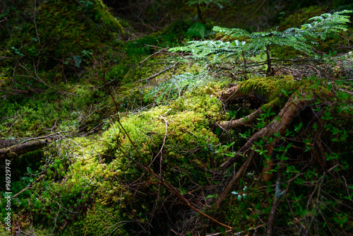 Moss and virgin forest at Yachiho highlands in Sakuho town, Nagano, Japan