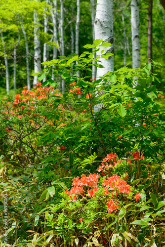 Japanese Azalea and Birch forest at Yachiho highlands in Sakuho town, Nagano, Japan