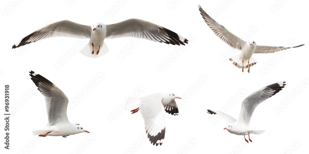 Fototapeta premium Flying Sea Gulls set, isolated on white background