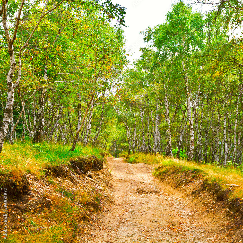 Fototapeta premium Dirt Road