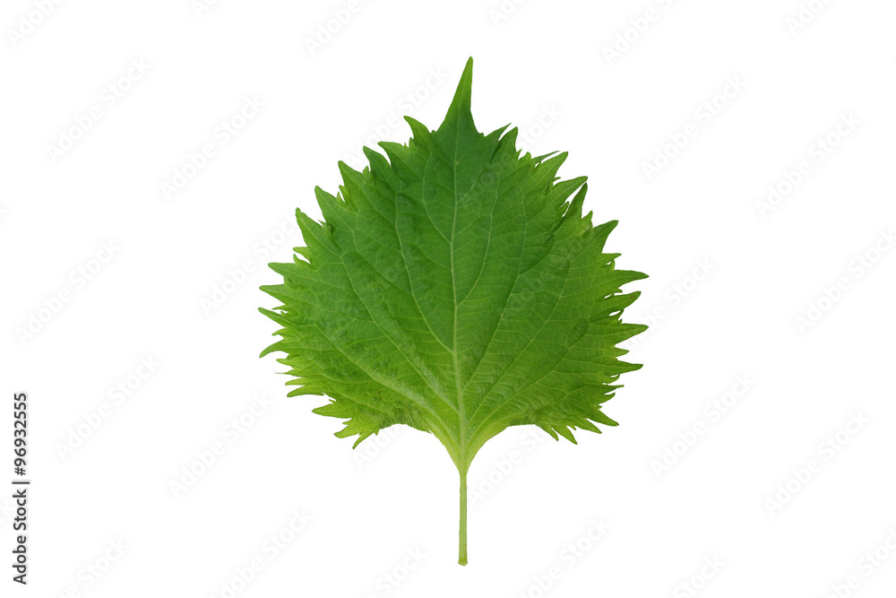Perilla leaf Perilla leaf