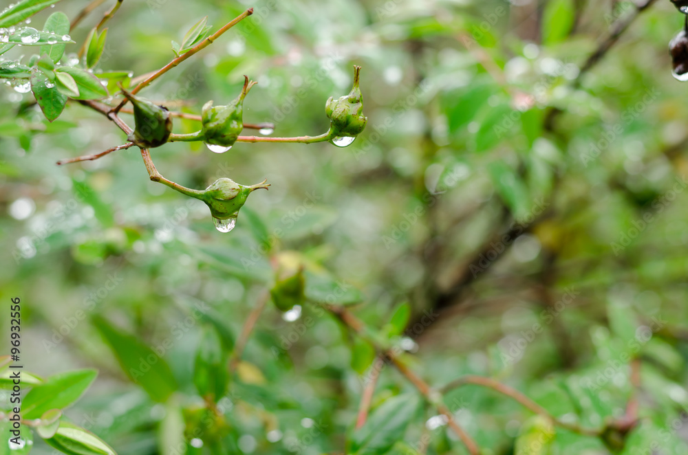 raindrops on fresh green leaves after rain fall raindrops on fresh green leaves after rain fall