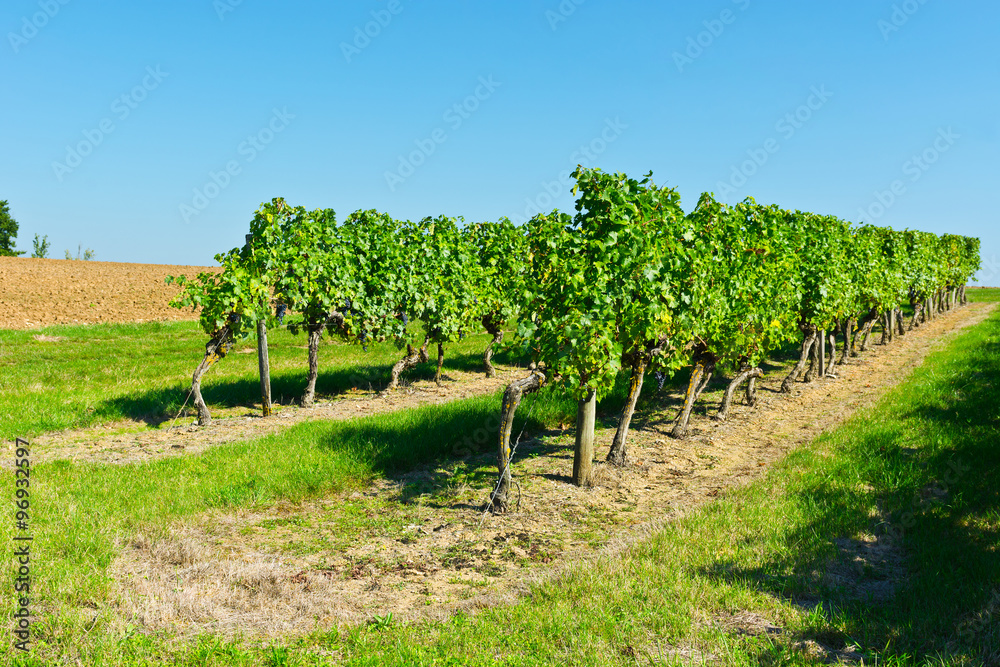 Rows of Vines