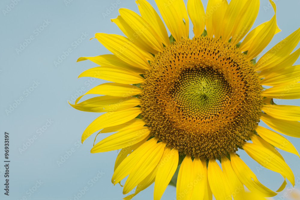Naklejka premium Beautiful sunflower in morning