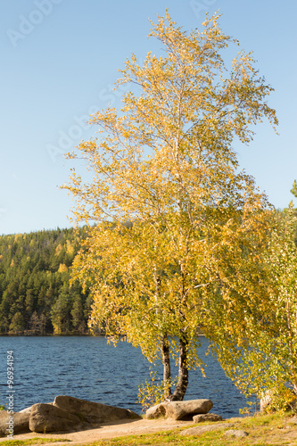 birch at sunset on the lake with fishermen