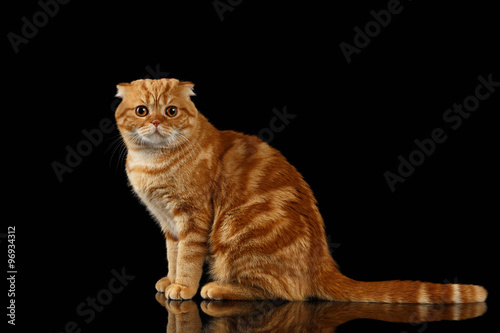 Quadro su tela Ginger Scottish Fold Cat Sits and Looking in camera isolated on Black