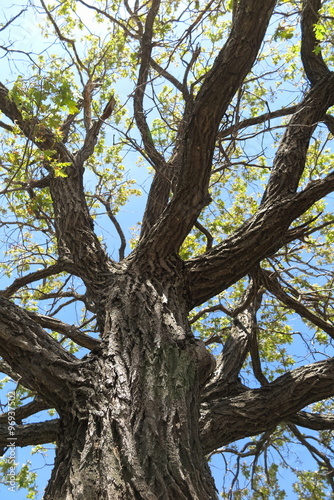 Old oak tree crown against a blue sky