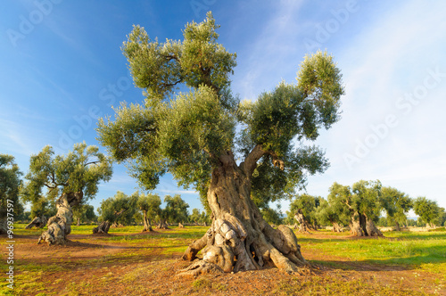 Ulivo secolare Puglia Salento