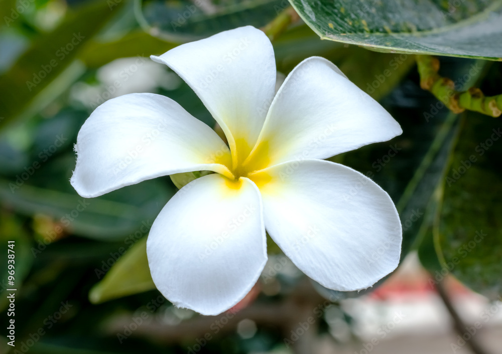 Fototapeta premium Frangipani tropical flowers, Plumeria flowers fresh