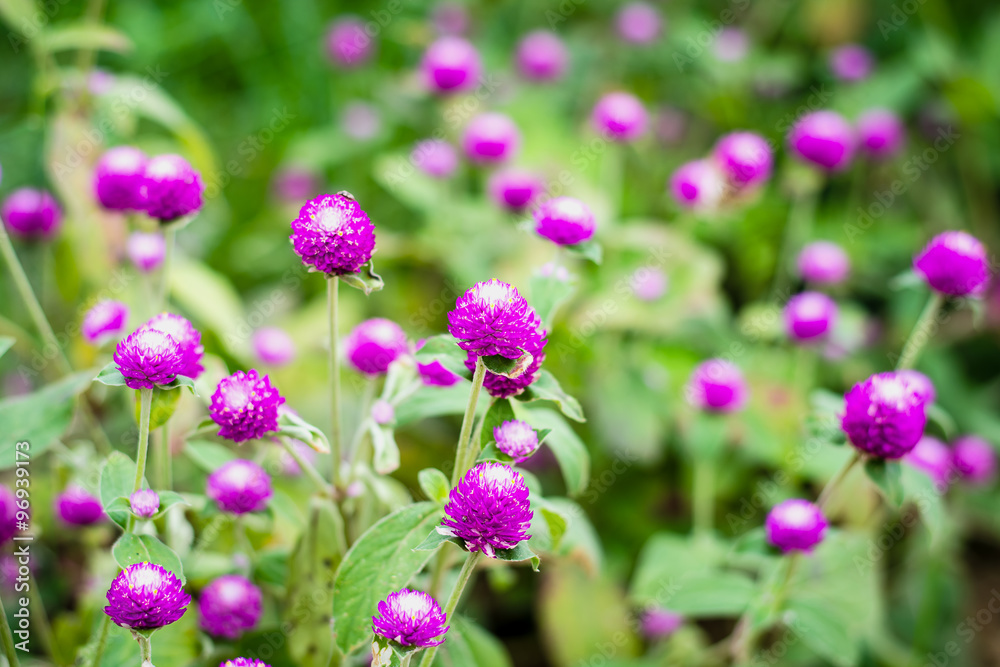 Globe Amaranth or Bachelor Button Flower Globe Amaranth or Bachelor Button Flower