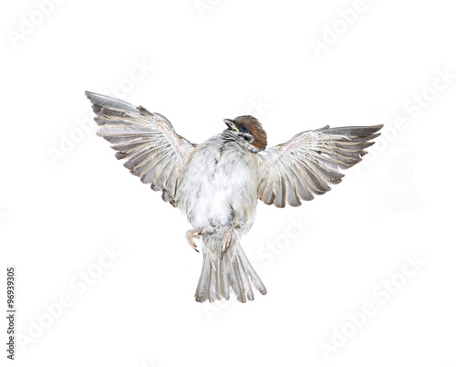 Fly up sparrow isolated