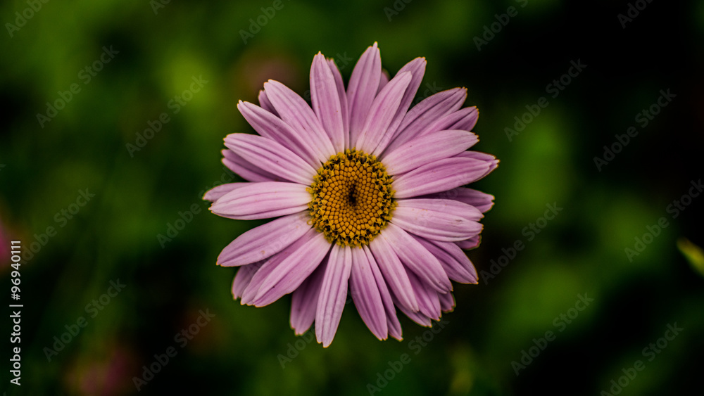 Obraz premium Ромашка