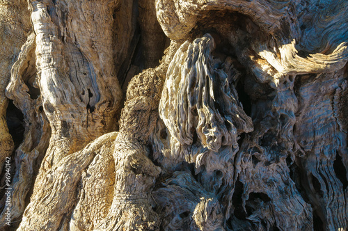 Tableau sur toile Ulivo secolare Puglia Salento