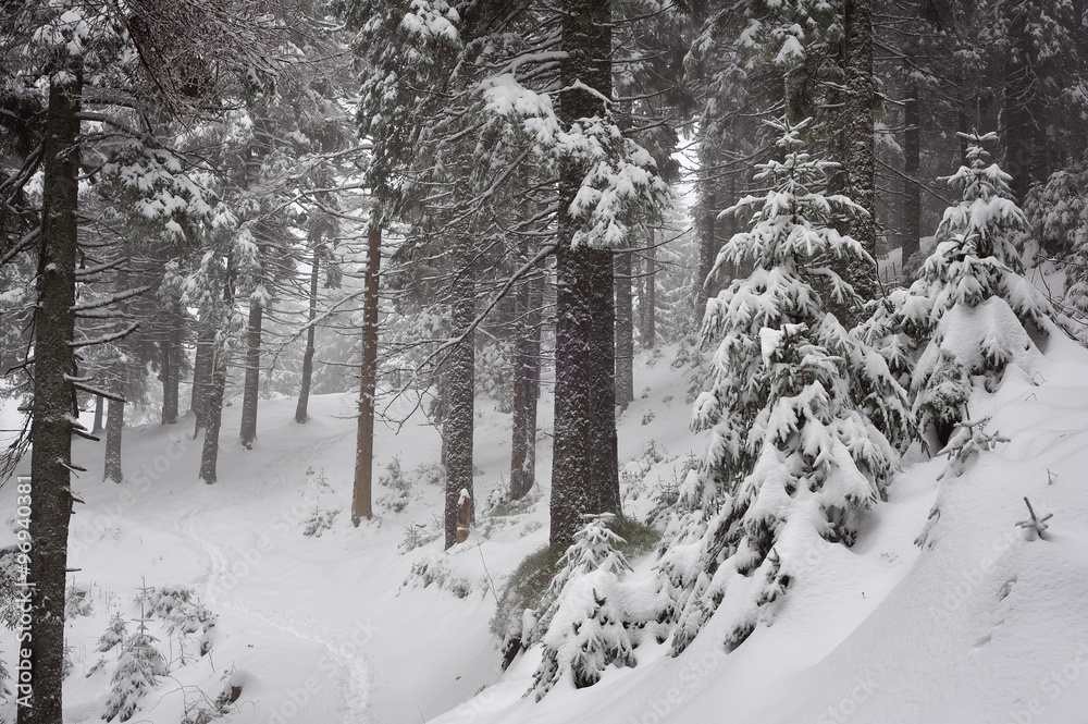 Mysterious winter forest