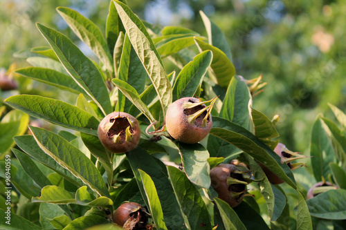 Mespilus germanica  photo