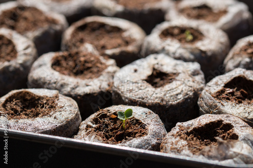 Photos Seedlings planted in easy grow pallets