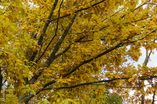 oak yellow autumn leaves with trunks in the forest