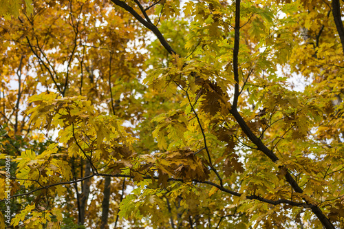oak yellow autumn leaves with trunks in the forest