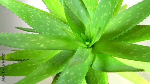Aloe vera plant leaves. Rotation