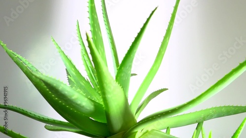 Aloe vera plant leaves. Rotation