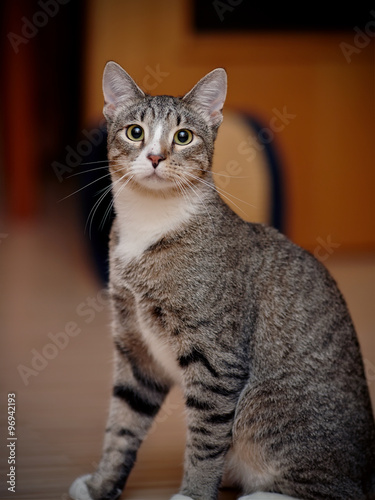 Portrait of a domestic striped cat