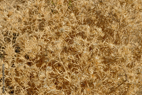 Close-up of dried Picnomon acarna plant as background. photo