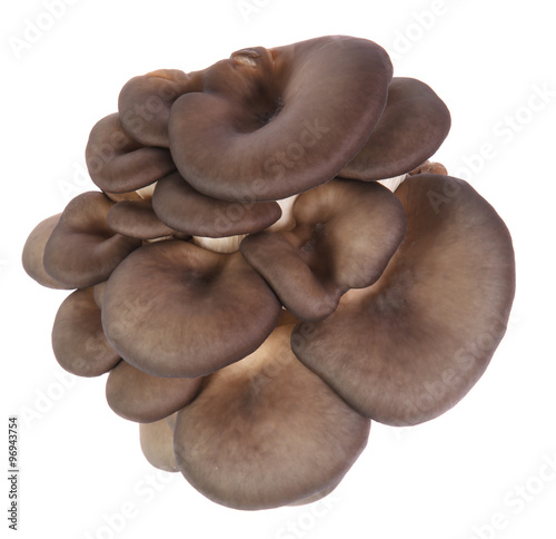 oyster mushrooms on a white background