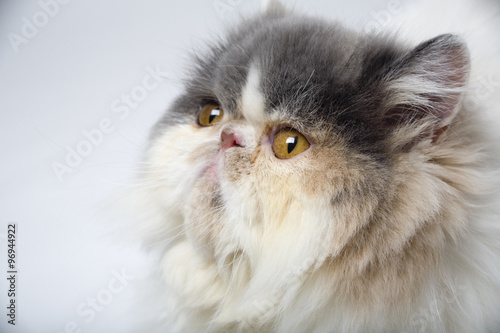 Obraz na płótnie portrait of cat w salonie