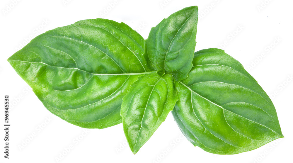 Obraz premium Green basil leaves isolated on a white.