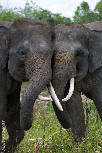 Photography Two Asian elephants playing with each other