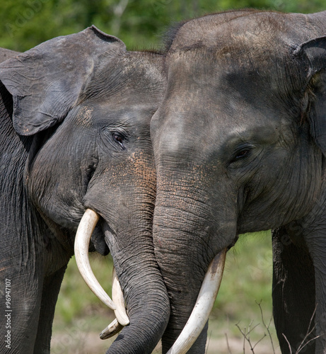 Photography Two Asian elephants playing with each other