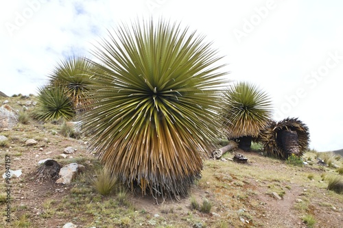 biggest bromelie,  Puya raimondii, Huascaran, Peru photo