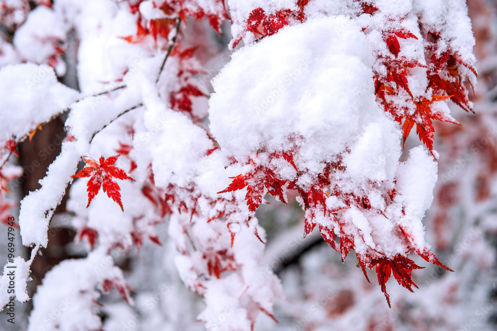 Red fall maple tree covered in snow,South Korea. Red fall maple tree covered in snow,South Korea.