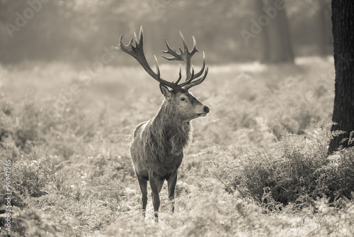Red deer  © arturas kerdokas