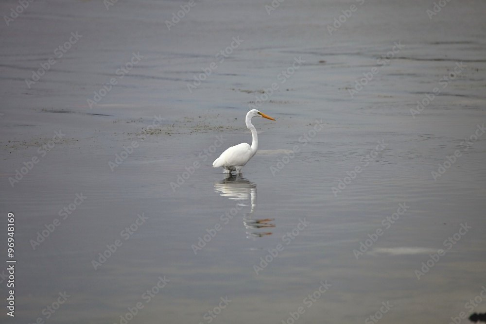 Snowy Egret, Egretta thula, on fishing,Paracas, Peru Snowy Egret, Egretta thula, on fishing,Paracas, Peru
