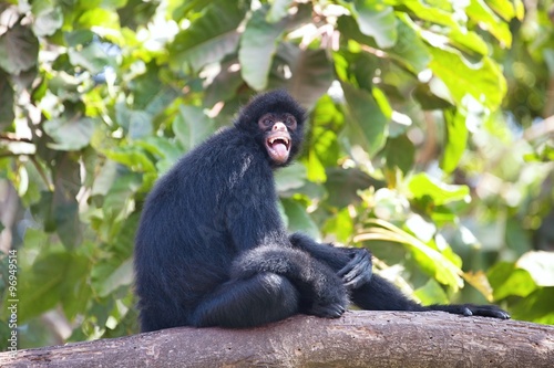 Peruvian spider monkey, Ateles chamek, sitting in a tree