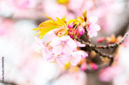 japanese cherry blossoms SAKURA