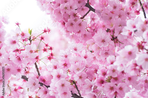 Fototapeta japanese cherry blossoms SAKURA