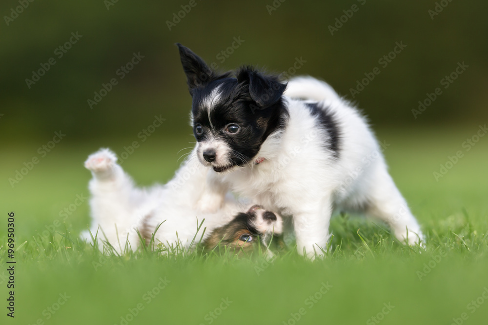 Two papillon dog puppies playing in the garden