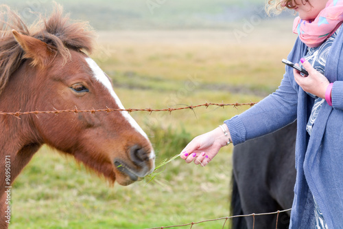 Woman feeding grass to pony in field on Dartmoor, Devon, England