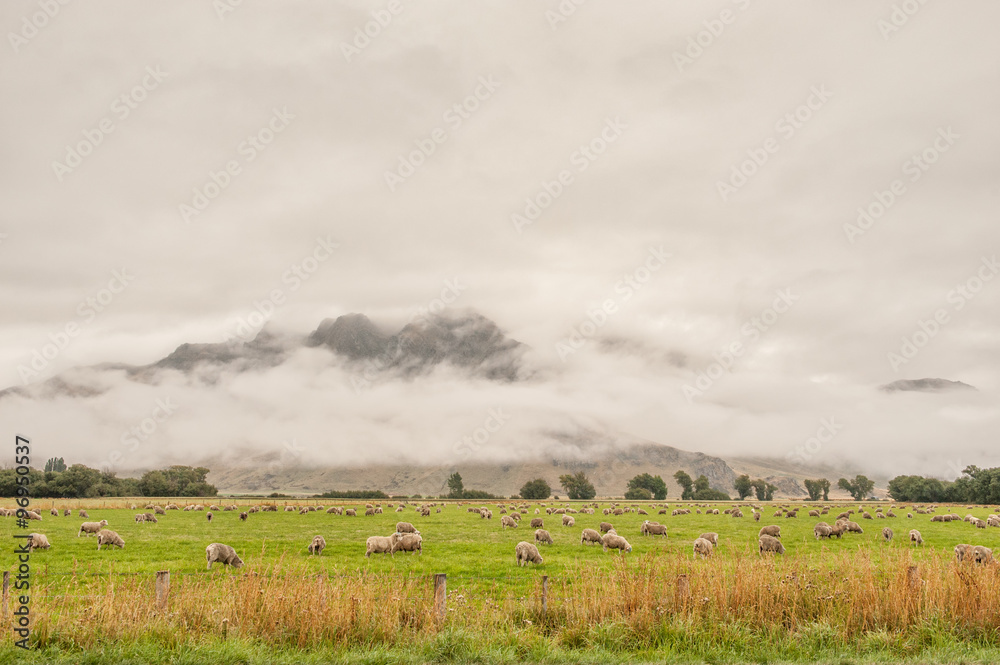 Fototapeta premium New Zealand countryside in the vicinity of Te Anau on the west coast of South Island